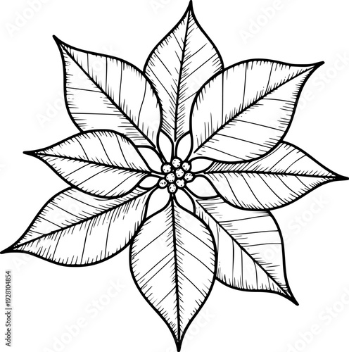 Detailed black and white line of a poinsettia flower with intricate leaf veins and central berries