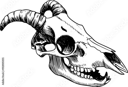 Detailed black and white of a goat skull with curved horns a white background bone