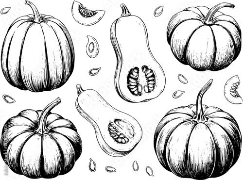Hand drawn of whole and sliced pumpkins and butternut squash with seeds vegetable