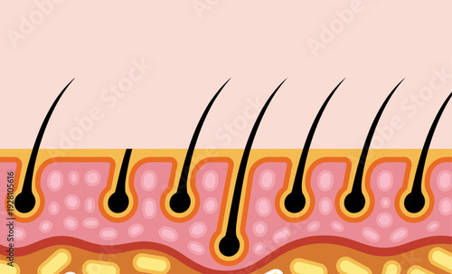 Simplified cross section of human skin layers showing hair follicles and cells