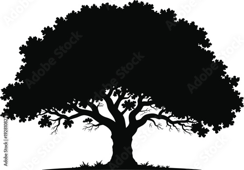 Large tree silhouette illustration, mature foliage vector, botanical design art, nature growth posture, forest landscape element, seasonal diversity woodland shape