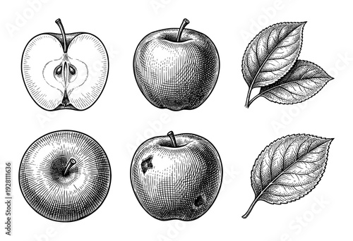 Vintage style apple fruit collection with detailed woodcut engraving featuring cross sections and leaves