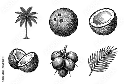 Vintage coconut botanical illustration set featuring palm tree, whole fruit, halved shells, cluster, and tropical frond in black ink engraving style.