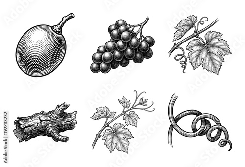 Vintage engraving collection of grape vine botanical elements including fruit clusters, textured leaves, curled tendrils, and aged wood branches.