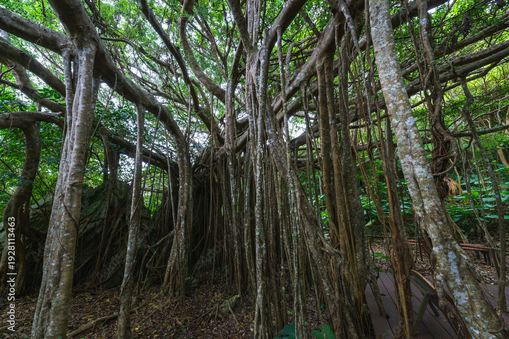 Obraz premium 沖縄のガジュマルと多気根 キジムナー伝説のある神秘的な木