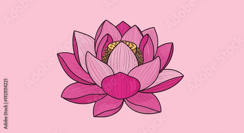 Vector illustration of a pink lotus flower blooming with layered petals and golden stamens