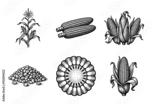 A comprehensive set of corn botanical illustrations featuring stalks, ears, kernels, and cross-sections in a classic vintage woodcut engraving style.