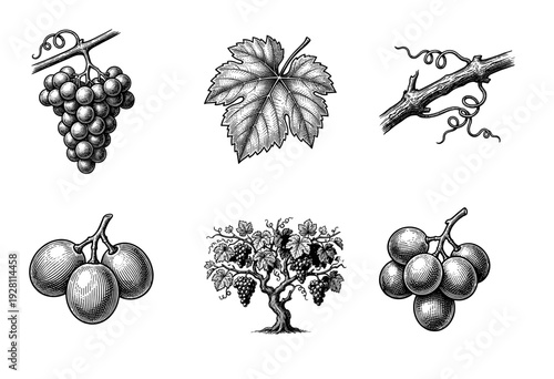Vintage engraving style grapevine collection featuring clusters of fruit, leaves, tendrils, and a mature vine tree in a detailed woodcut aesthetic.