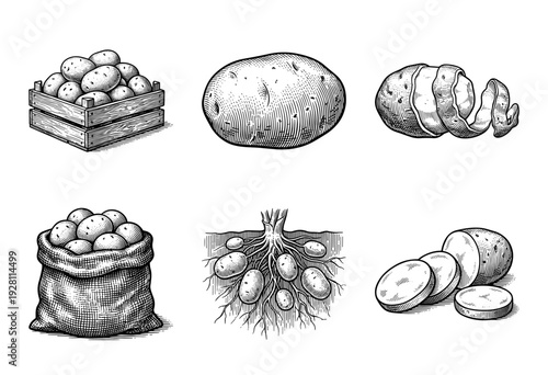 Vintage engraving style potato collection featuring raw tubers in crates, sacks, sliced portions, and growing underground root systems.