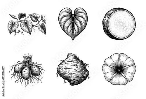 Vintage botanical woodcut illustration set of sweet potato plant featuring tuberous roots heart shaped leaves and morning glory style flowers