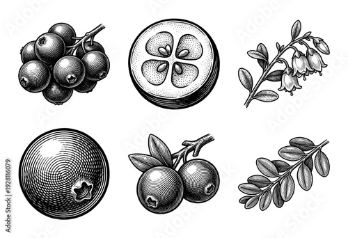 Vintage engraving style collection of cranberry botanical elements including whole berries, sliced fruit, blooming flowers, and leafy branches.