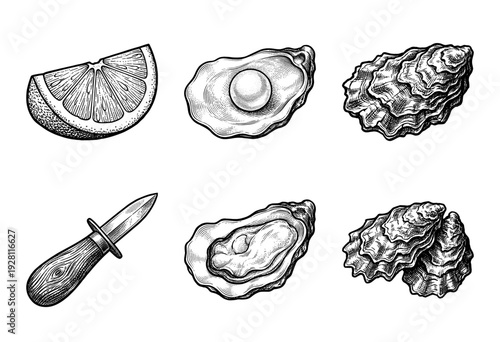 Vintage engraving style illustration of fresh oysters set with pearl, citrus wedge, and shucking knife