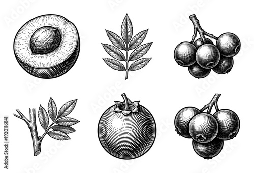 Vintage botanical engraving collection featuring woodcut style illustrations of berries, leaves, and a cross section of a stone fruit with seed.