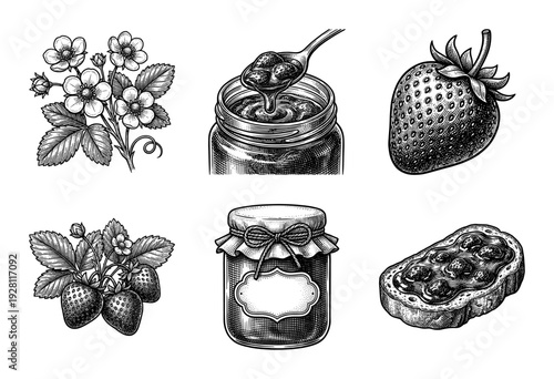 Vintage strawberry harvest and preserve collection featuring hand drawn engraving style illustrations of fruit, jam jars, and botanical blossoms.