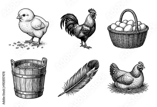 Vintage woodcut illustration set of domestic poultry featuring chickens, rooster, chick, eggs, and farm equipment in a detailed black and white engraving style.