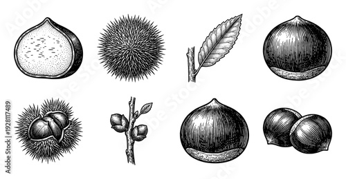 Vintage engraving collection of chestnut botanical elements including nuts, spiky burs, leaves, and branches in a classic hand-drawn woodcut style.