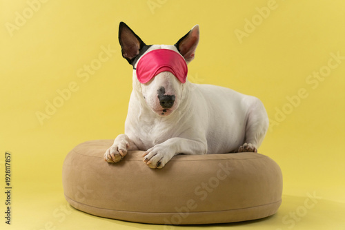 Schilderij op canvas Bull Terrier Wearing Pink Sleep Mask Relaxing on Pouf: Funny studio shot of Bull Terrier resting with eye mask