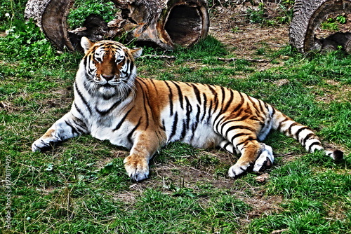 Tableau sur toile Siberian tiger (Panthera tigris altaica)
