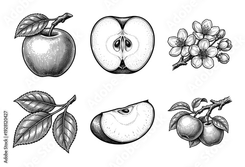 Vintage apple botanical illustration set featuring whole fruit, cross section, blossom, and foliage in a hand drawn woodcut engraving style.
