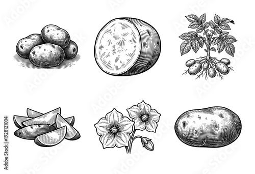 Vintage engraving of potato plant growth stages and culinary preparation including raw tubers, slices, and botanical flowers in a hand-drawn woodcut style.