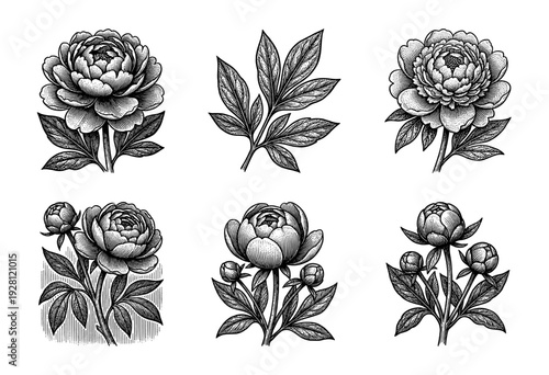 Vintage peony flower botanical illustrations featuring blooming buds and detailed foliage in a classic woodcut engraving style