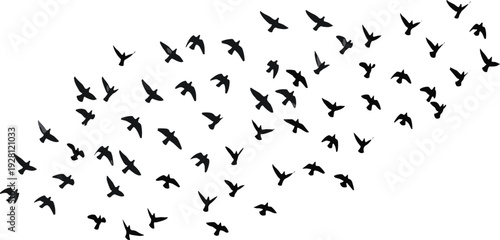 Silhouette flock of migratory birds flying in V formation against white background, symbolizing teamwork, freedom, nature, wildlife, and aerial motion