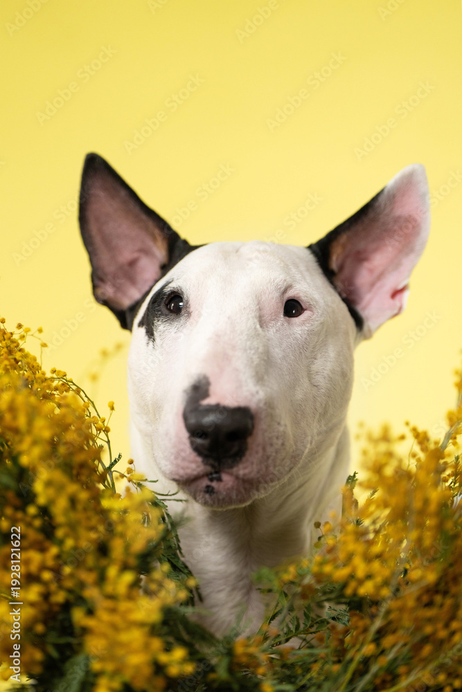 Fototapeta premium Bull Terrier Face Among Mimosa Flowers International Womens Day