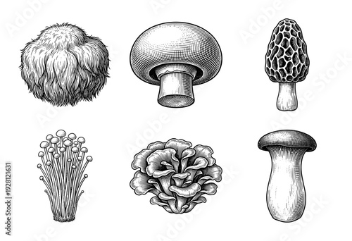 Collection of six edible mushroom species in a vintage woodcut engraving style featuring lions mane morel enoki and oyster varieties