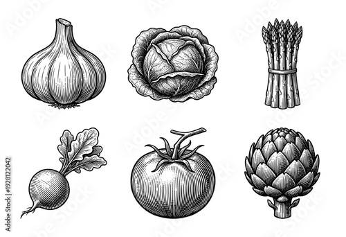 Vintage woodcut style engraving of assorted organic vegetables including garlic cabbage asparagus radish tomato and artichoke