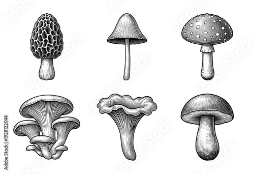 Set of six botanical mushroom illustrations in vintage engraving style featuring morel chanterelle and fly agaric species
