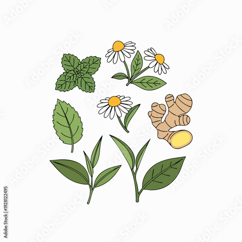 Herbal tea ingredients vector illustration: mint leaves chamomile flowers and ginger rhizome isolated on a white background for wellness