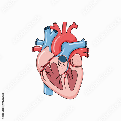 Human heart anatomical vector illustration in cartoon style; red and blue veins circulatory system graphic for medical education or healthcare design