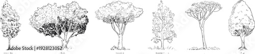 Black and white tree illustrations, cherry, dogwood, honey locust, maple, oak, pear, pine, botanical drawings, educational nature art, landscape design reference