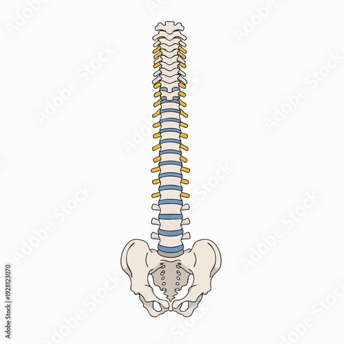 Human spine and pelvis illustration demonstrating skeletal anatomy with vertebrae and discs in a medical educational style