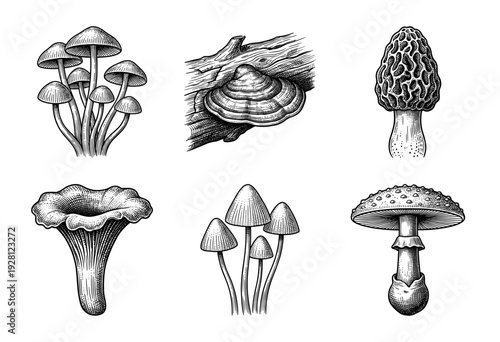 Vintage style botanical illustrations of various mushroom species in a black and white woodcut engraving aesthetic