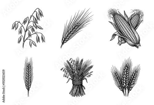 Vintage hand drawn engraving style illustration of agricultural cereal crops including wheat oats barley and corn cobs