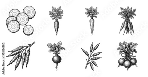 Vintage botanical woodcut illustration set featuring various root vegetables like radishes and carrots with leaves and sliced cross-sections