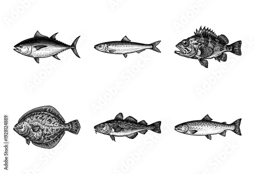 Set of six vintage hand drawn fish illustrations featuring diverse species like tuna, cod, and flounder in a detailed black and white woodcut engraving style.