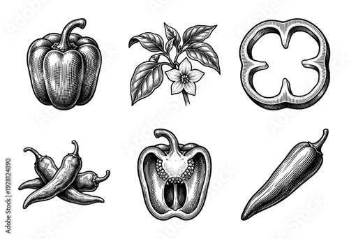 Vintage woodcut style illustration of bell peppers and chili peppers featuring whole fruits, cross sections, and botanical plant sprig