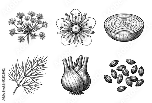 Vintage botanical engraving of fennel plant parts featuring umbel flower head bulbous root feathery leaves and aromatic seeds in a detailed line art style.