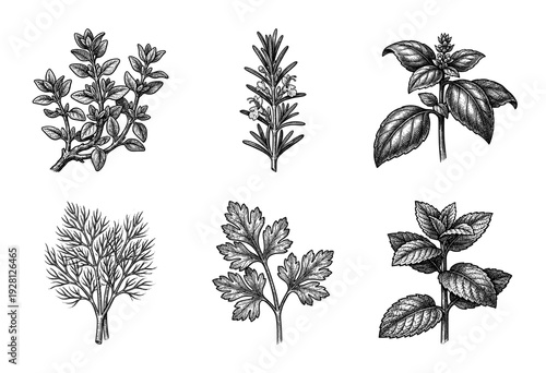 Set of botanical herb illustrations featuring hand drawn vintage engravings of thyme rosemary basil dill parsley and mint