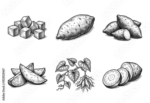 Vintage woodcut style sweet potato collection featuring whole tubers, sliced rounds, wedges, cubes, and botanical plant illustration