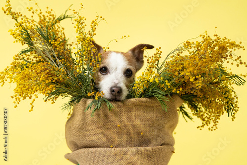 Jack Russell Terrier Surrounded by Mimosa Bouquet Studio Portrait