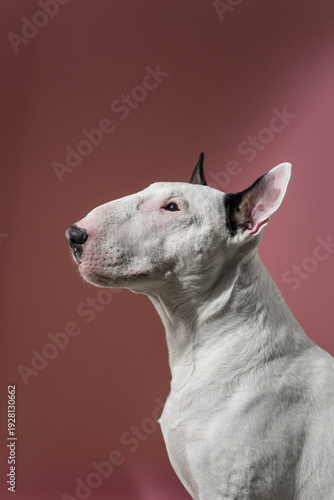 Bull Terrier Looking Up Profile Studio Portrait, White Bull Terrier gazing upward in minimalist studio setting.