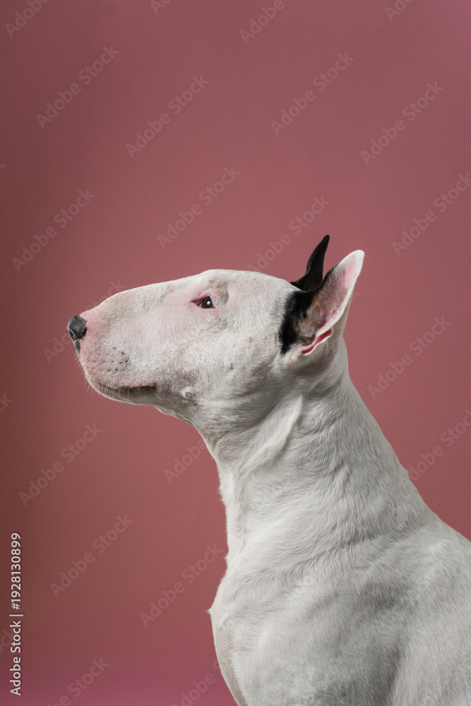 Fototapeta premium Bull Terrier Profile Portrait Minimal Studio Composition: Clean and simple side portrait of white Bull Terrier.