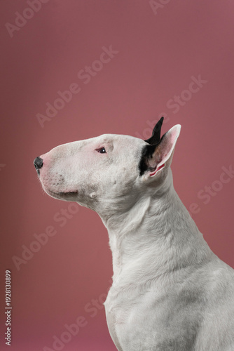Bull Terrier Profile Portrait Minimal Studio Composition: Clean and simple side portrait of white Bull Terrier.