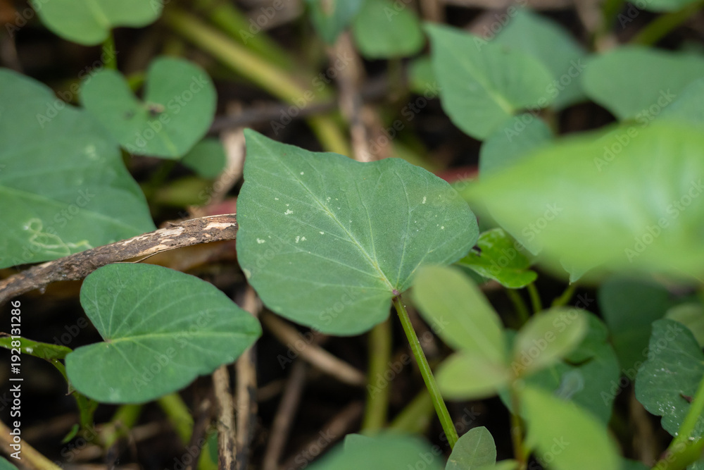 Fototapeta premium Close up of green heart shaped leaves and a dry brown stick