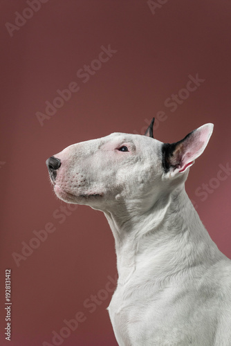 Elegant Bull Terrier Side Profile Studio Portrait