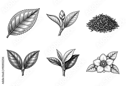Botanical illustration of camellia sinensis tea plant featuring fresh leaves, floral blossoms, buds, and dried loose leaf heap in vintage engraving style.