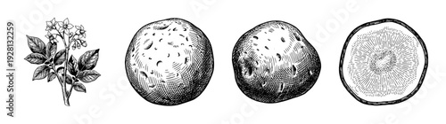 Vintage engraving of potato plant with flowers, whole tubers, and a cross section in black and white line art style.